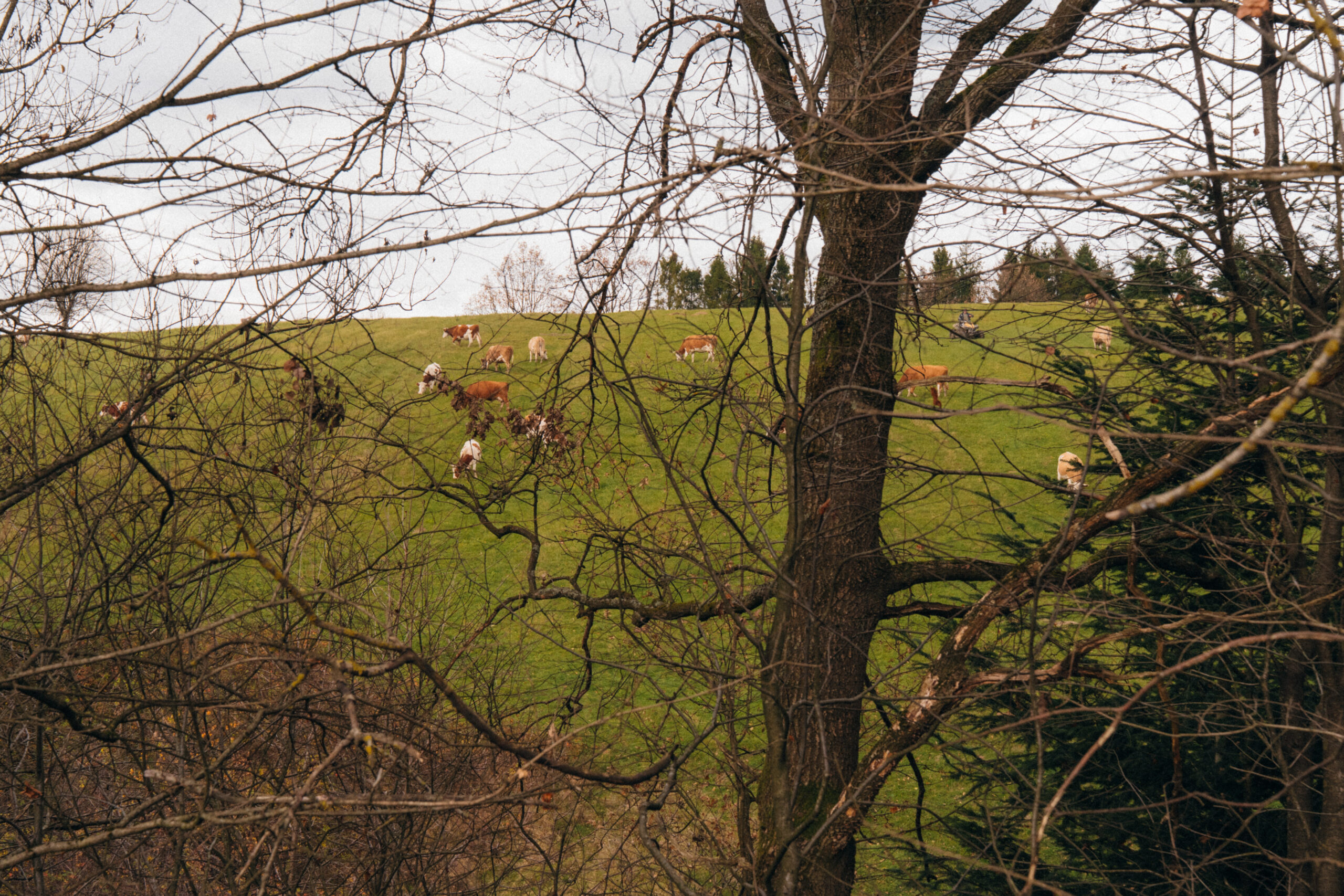 Łąki i lasy wokół domków Szept Dębów – Bieszczady
